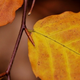 Illustration for article titled Shooting Challenge Fall Leaves Gallery 9